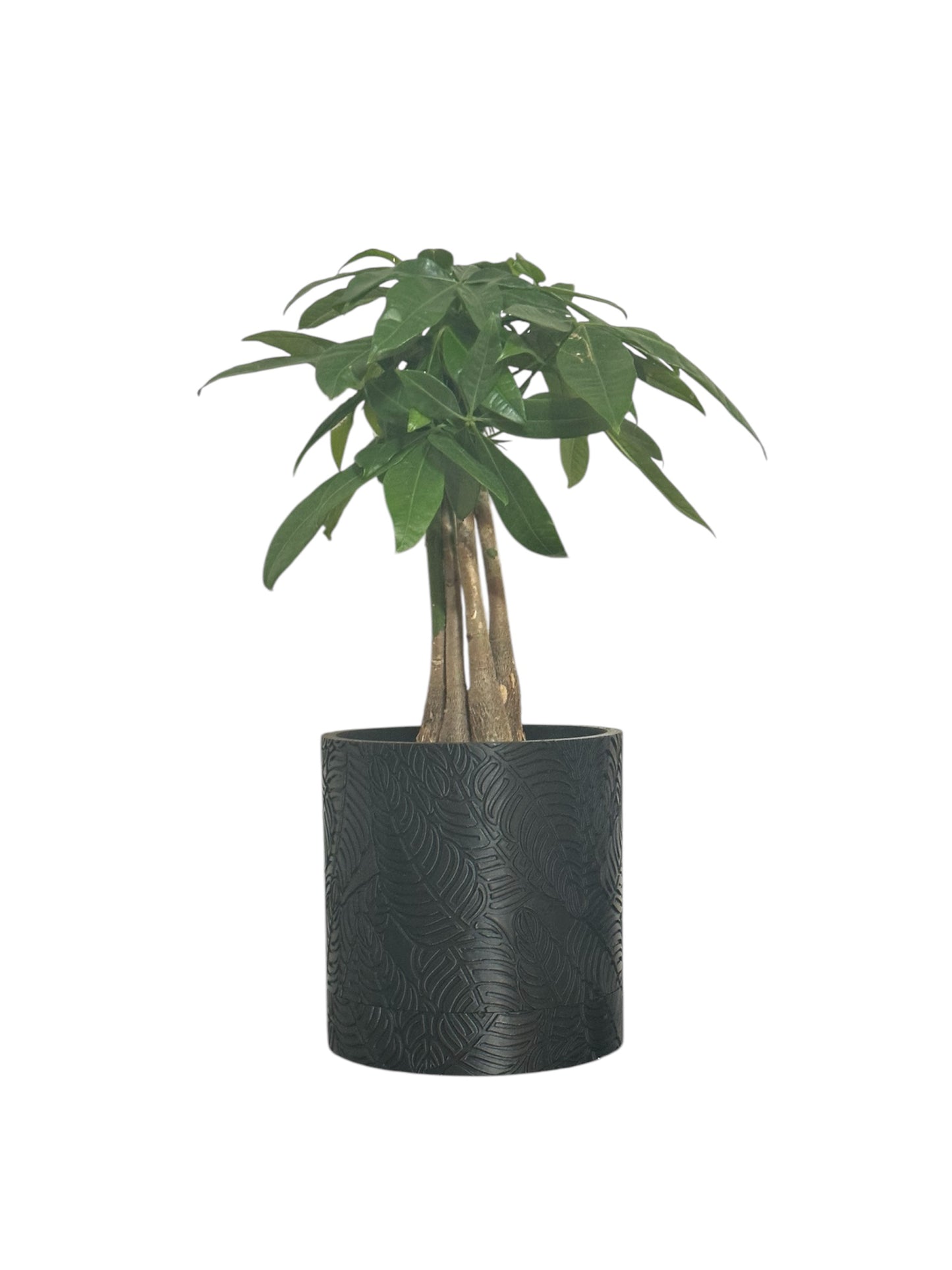 Palm Planter with hidden drip try